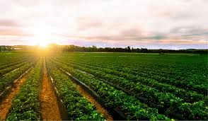 Sustainable Sourcing